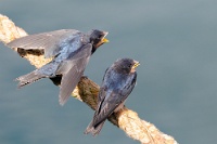 43599 Hirundo rustica (Rondine comune, Giovane)